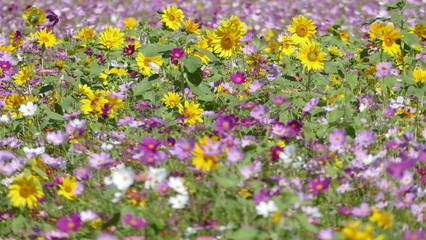 flower garden with very nice weather for background