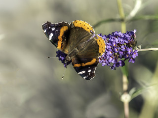 Red Admiral, Vanessa atalanta