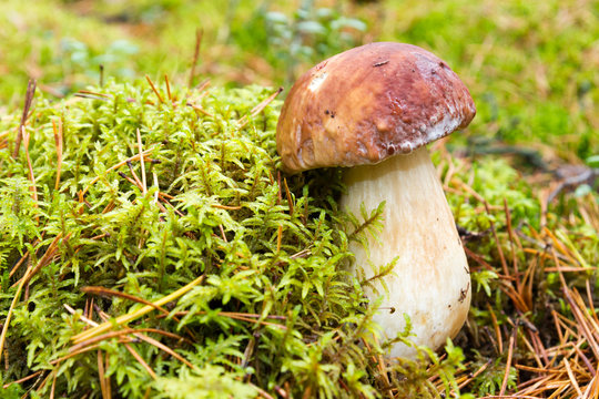 Porcini mushroom growing from moss