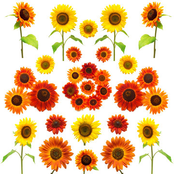 Sunflowers collection on the white background. 