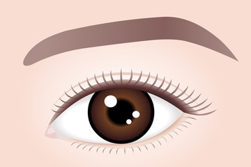 Woman brown eye.