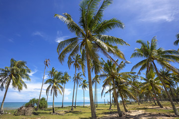 Beautiful tropical beach with coconut palm tree and blue sky