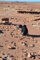 Boy looking at fossils