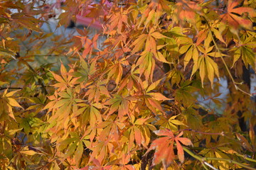 japanese maple turning