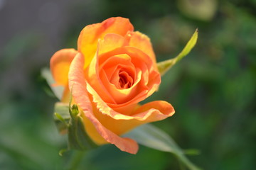 yellow rose at dusk