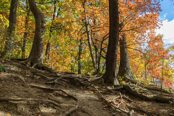 Bright blue sky visible through orange and yellow fall leaves. Sunlight shining through the canopy of vivid autumn foliage.