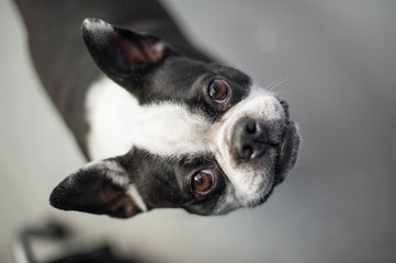 Boston terrier looking up at the camera while standing on a neutral floor. The dog has a gleeful expression on its black and white face.