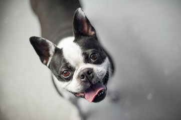 Boston terrier looking up at the camera while standing on a neutral floor. The dog has a gleeful...