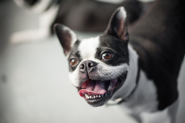 Boston terrier looking up at the camera while standing on a neutral floor. The dog has a gleeful...