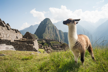 Llama in the ancient city of Machu Picchu, Peru. Overlooking ruins of the Inca citadel in the Andes Mountains and the river valley below. © studiolaska