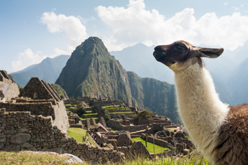 Llama in the ancient city of Machu Picchu, Peru. Overlooking ruins of the Inca citadel in the Andes Mountains and the river valley below. © studiolaska