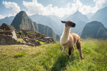 Naklejka premium Llama in the ancient city of Machu Picchu, Peru. Overlooking ruins of the Inca citadel in the Andes Mountains and the river valley below.