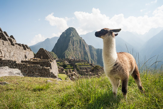 Llama in the ancient city of Machu Picchu, Peru. Overlooking ruins of the Inca citadel in the Andes Mountains and the river valley below.