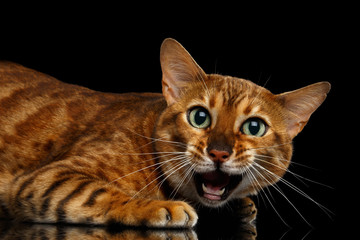 Close-up Funny Bengal Cat, Curious Looking in camera and Opened mouth meow, with beautiful green eyes, isolated on Black Background