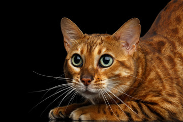 Close-up Funny Bengal Cat, Curious Looking in camera with beautiful green eyes, isolated on Black Background