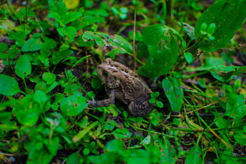 Frog