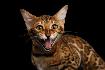 Close-up portrait of Adorable Bengal kitten, rosette on gold fur, Sitting and Looking Curious in Camera and meowing on isolated Black Background , Front view