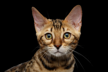 Close-up Portrait of Adorable breed Bengal kitten in front view, Looking in camera with beautiful eyes isolated on Black Background