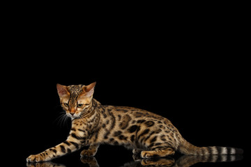 Playful kitty Bengal breed, gold Fur with rosette, Sits and stretched paw on isolated on Black Background with reflection