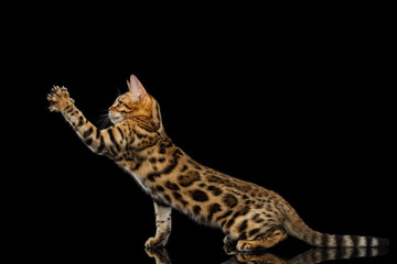 Playful kitty Bengal breed, gold Fur with rosette, Sits and stretched up paw on isolated on Black...
