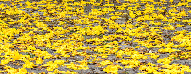 Chão coberto de flores amarelas.
