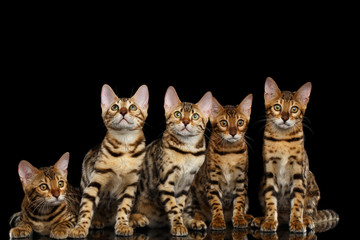 Close-up Portrait of Group Adorable breed Bengal kittens, Curious Looking in camera isolated on Black Background, Front view on Five cats
