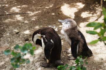 Penguin at Boulders Beach,South Africa.