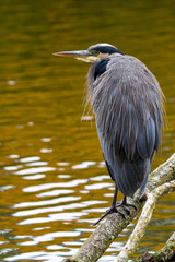 The Great Blue Heron perched on a tree branch