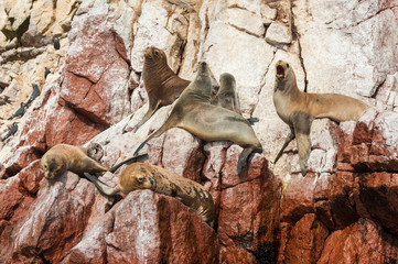Group of fur seals sunbathing on the red cliffs. Isle of Ballestas, National Wildlife Preserve near Paracas, Peru.