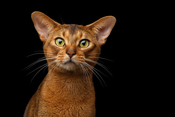 Closeup head of Purebred abyssinian cat in front portrait isolated on black background - obrazy, fototapety, plakaty