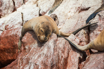 Group of fur seals sunbathing on the red cliffs. Isle of Ballestas, National Wildlife Preserve near Paracas, Peru.
