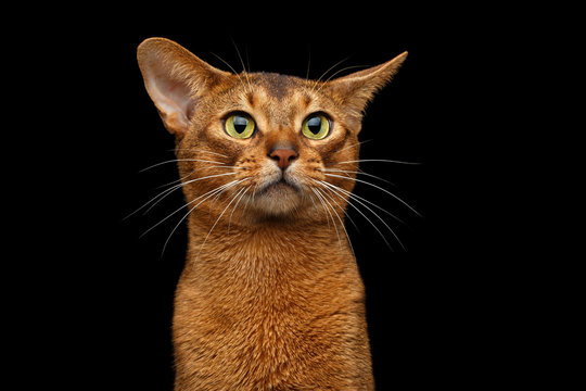 Closeup Head Of Clumsy Abyssinian Cat In Front Portrait With Curious Face, Isolated On Black Background