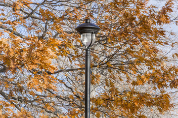 Ornate black iron lamp post amidst autumn oak trees with vibrant