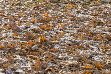 Fallen autumn oak leaves covering the ground under a light dusti