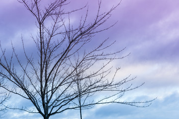 Bare trees with small buds against a blue and purple sunset sky