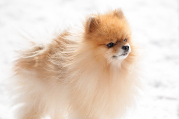 Cute Pomeranian playing outside in cold winter snow. Beautiful fluffy dog walking in the park on a sunny day.