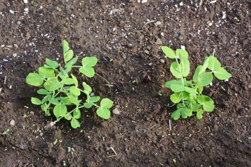 サヤエンドウの発芽