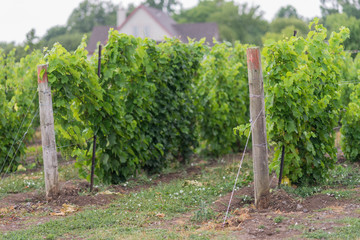 Fototapeta na wymiar Beautiful lush green vineyard on a sunny summer day. Riesling grape vines fresh after the summer rain. Winemaking tradition.