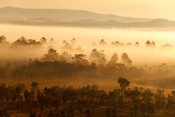 Fog in forest at Thung Salang Luang National Park Phetchabun,Tun