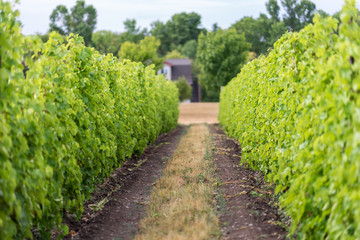 Fototapeta na wymiar Beautiful lush green vineyard on a sunny summer day. Riesling grape vines fresh after the summer rain. Winemaking tradition.