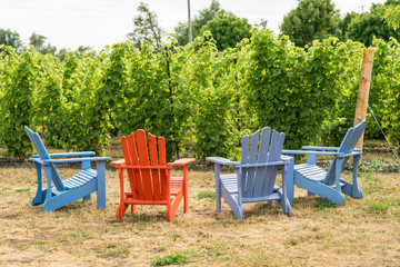 Colorful muskoka chairs for people to relax in during the tour. Beautiful lush green vineyard on a sunny summer day.