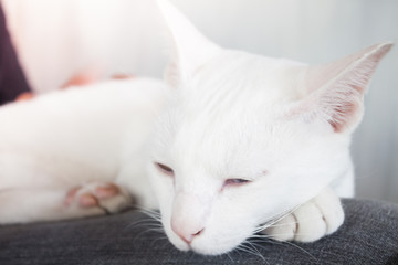 Fototapeta na wymiar White cat sleeping in cat cafe