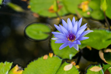 Water lily floating on water surrounded by green leaves. Purple and pink flowers in bloom.