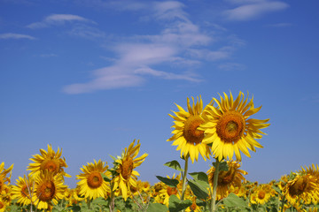 Sunflowers under blue sky