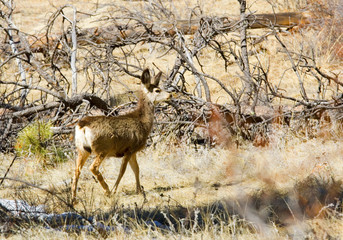 Mule Deer in the Pike National Forest