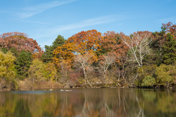 Autumn parkland featuring a sun-lit pond, vivid fall colors on trees and bright blue sky.