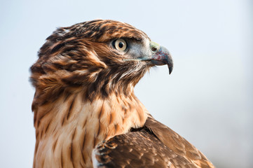 Portrait in profile of a Red Tailed Hawk looking into the distance. Close-up of hawk's head, beautiful feather detail and a powerful, determined gaze