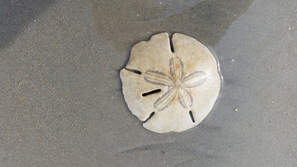 sand dollar