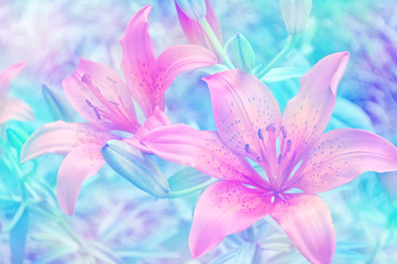Colorful bright lily flowers on a background of the summer lands