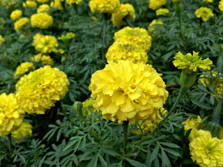 Close up of yellow marigold flowers in the park
